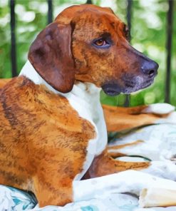 Close Up Plott Hound Paint By Numbers