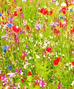 Meadow With Colorful Flowers Paint By Numbers