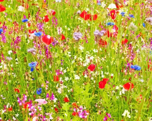 Meadow With Colorful Flowers Paint By Numbers