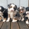 Mini Aussie Dogs Paint By Numbers