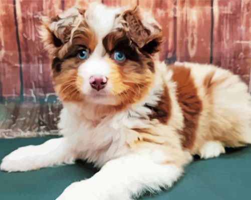 Mini Aussie With Blue Eyes Paint By Numbers