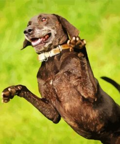 Plott Hound Jumping Paint By Numbers