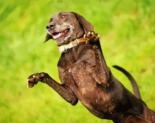 Plott Hound Jumping Paint By Numbers