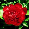 Red Peony Paint By Numbers