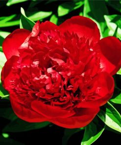 Red Peony Paint By Numbers