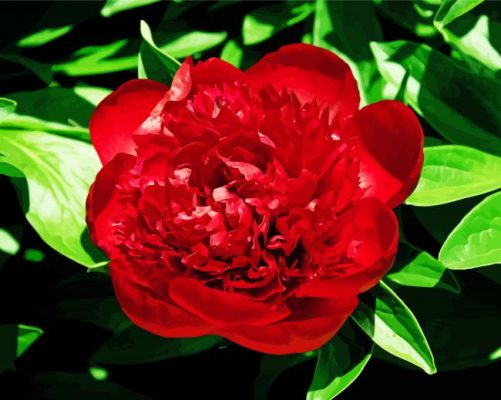 Red Peony Paint By Numbers