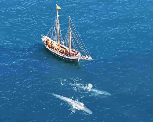 Sperm Whales Puffins Sails Paint By Numbers