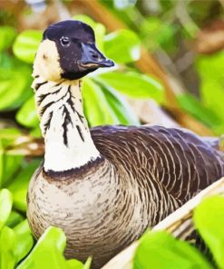 Aesthetic Nene Goose Paint By Numbers