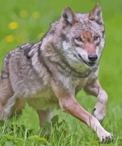 Grey Wolf Animal Paint By Numbers