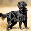 Black Golden Retriever Paint By Numbers