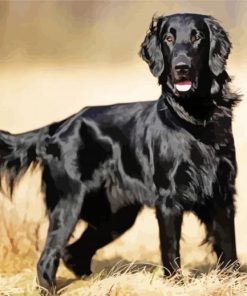 Black Golden Retriever Paint By Numbers