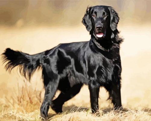 Black Golden Retriever Paint By Numbers