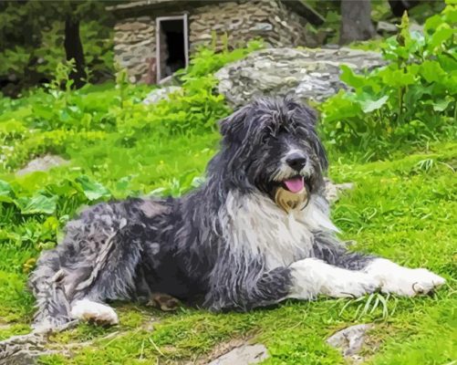 Black And White Romanian Shepherd Dog Paint By Numbers