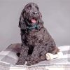 Black Goldendoodle Dog Paint By Numbers