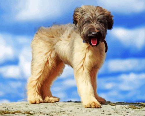 Briard Puppy Paint By Numbers