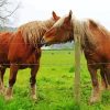 Brown Percheron Horses In Farm Paint By Numbers