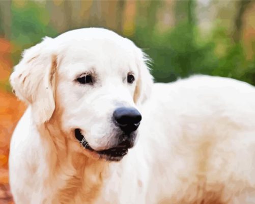 Cream Retriever Animal Paint By Numbers