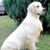 Cream Retriever Paint By Numbers