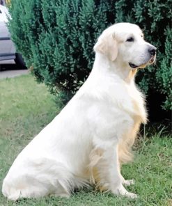 Cream Retriever Paint By Numbers