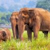 Elephants In Thailand Asia Paint By Numbers