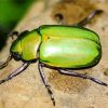 Green Scarab Paint By Numbers