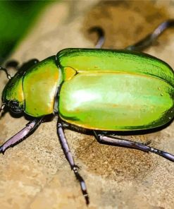 Green Scarab Paint By Numbers