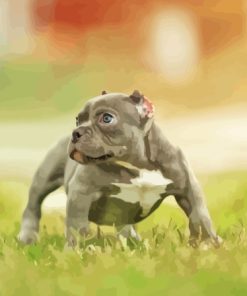 Grey American Bully Puppy Dog Paint By Numbers