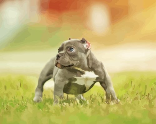 Grey American Bully Puppy Dog Paint By Numbers