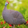 Guinea Fowl Paint By Numbers