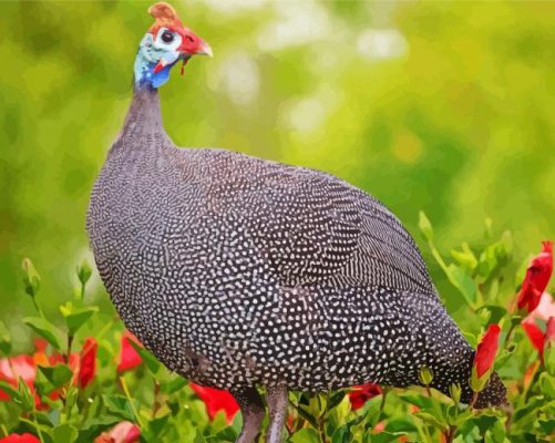 Guinea Fowl Paint By Numbers