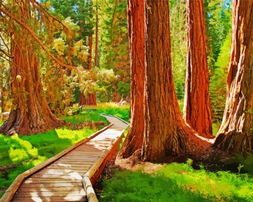 Sequoia National Forest Path Paint By Numbers