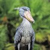 Shoebill Stork Paint By Numbers