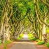 The Dark Hedges Paint By Numbers
