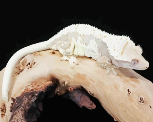 The Crested Gecko Paint By Numbers