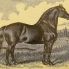Vintage Black Percheron Horse Paint By Numbers