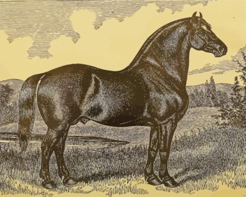 Vintage Black Percheron Horse Paint By Numbers