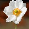 White Anemone Flower Paint By Numbers
