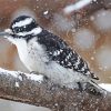 Downy Woodpecker In Snow Paint By Numbers