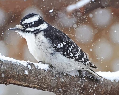 Downy Woodpecker In Snow Paint By Numbers