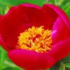 Red Peony Officinalis Flower Paint By Numbers