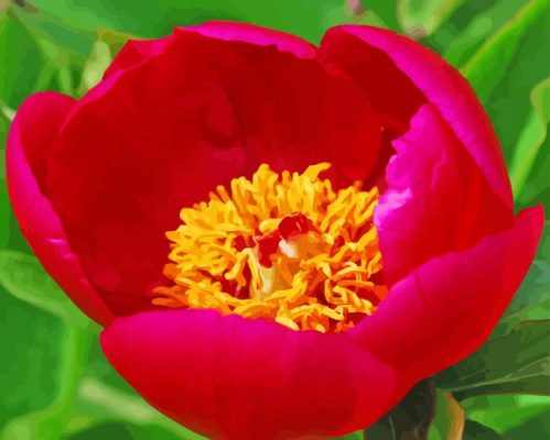 Red Peony Officinalis Flower Paint By Numbers