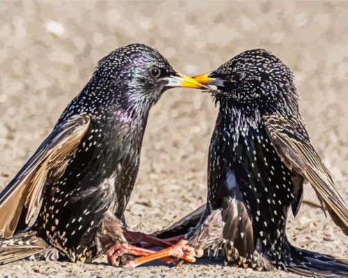 Starling Birds Paint By Numbers