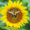 Yellow Sunflower Butterfly Paint By Numbers