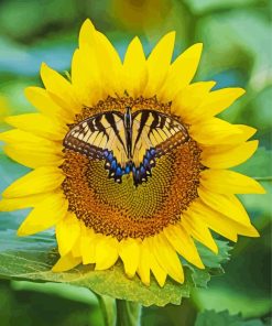 Yellow Sunflower Butterfly Paint By Numbers