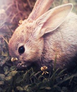 Pet Rabbit Animal Paint By Numbers