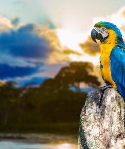 Vibrant Single Parrot Paint By Numbers