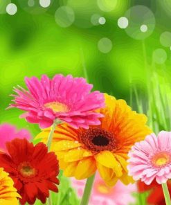 Pink Gerbera Flower Paint By Numbers