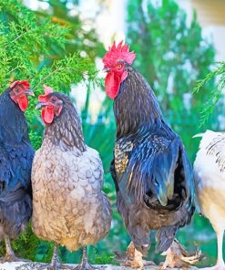 Assorted Roosters Animal Art Paint By Numbers