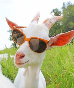 Goat Sunglasses Fun Paint By Numbers