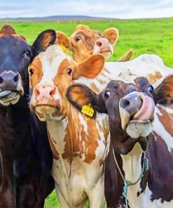 Contented Cows Farm Paint By Numbers